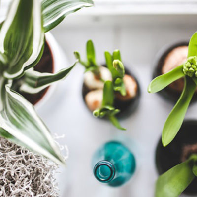 The Best Indoor Plants For Your Home