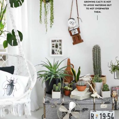 6 Insta- Worthy Indoor Plants to Freshen Up Your Home