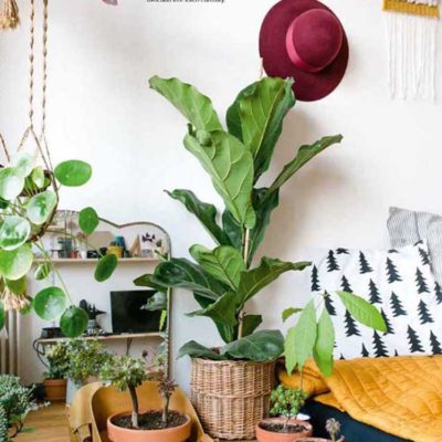 Urban Jungle, Living and Styling With Plants