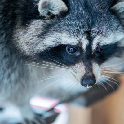 Raccoon Baby Season: Are They Hiding in Your Attic?